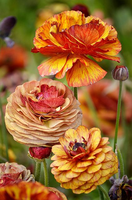 Ranunculus in beautiful autumn colors Plant Parenthood, Carlsbad Flower Fields, Butchart Gardens, Ranunculus Flowers, Fleur Orange, Colorful Roses, Delphinium, Orange And Yellow, Autumn Garden