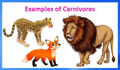 Do you know that different animals eat different type of food? Read this article to find out about the type of food that different animals eat. Carnivores Animal, Animal Eating, Carnivorous Animals, Learn Science, Diy Science Experiments, At Home Science Experiments, First Grade Science, Different Animals, Diy Science