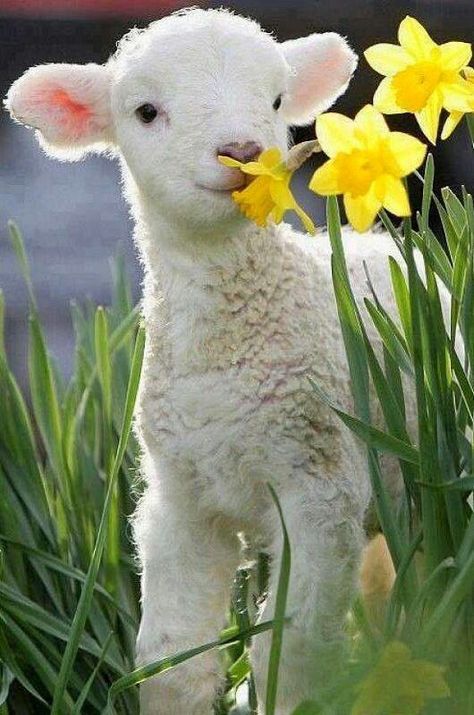 Baby Lamb, Animal Magic, Baby Goats, Beltane, Baby Animals Funny, E Card, The Grass, Animal Photo, Cute Little Animals