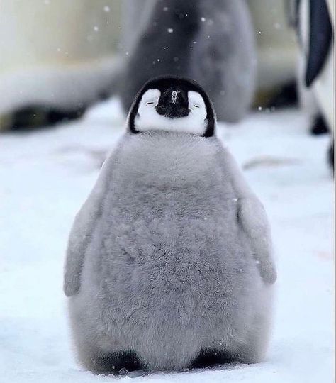 Cool Penguin, Penguin Pictures, Cutee Animals, Cute Penguin, Baby Penguins, Cute Animals Images, Fluffy Animals, Cute Penguins, Cute Animal Photos