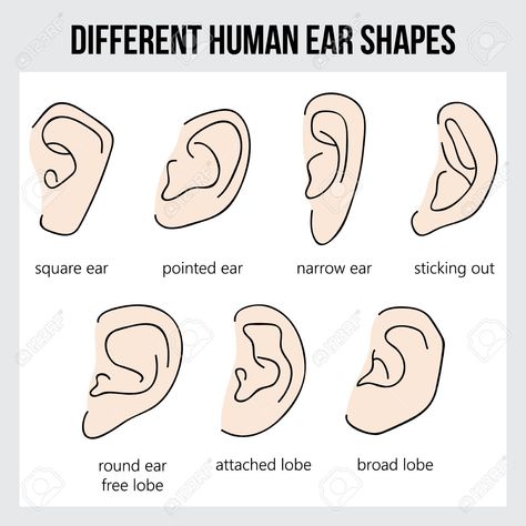 Different Human Ear Shapes. All Types Of Ears. Royalty Free Cliparts, Vectors, And Stock Illustration. Image 74551490. Ear Shapes, Ear Anatomy, How To Draw Ears, Shape Chart, Human Ear, Face Study, Pointed Ears, Nose Shapes, Human Reference