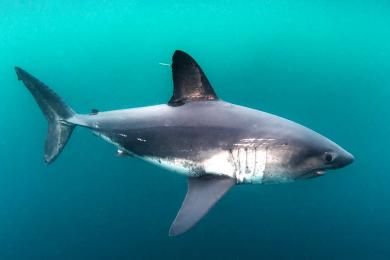 Salmon Shark, Spiny Dogfish, Weird Looking Animals, Seashells Photography, Shark Conservation, Types Of Sharks, Shark Photos, Shark Pictures, Dangerous Animals