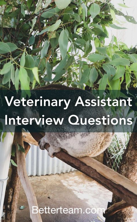 Top 5 Veterinary Assistant interview questions with detailed tips for both hiring managers and candidates. Vet Tech Interview Outfit, Vet Assistant Tips, Interview Questions To Ask, Job Interview Preparation, Job Interview Outfit, Veterinary Assistant, Vet Assistant, Diagnostic Imaging, Tech Job