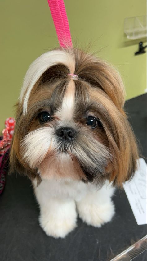 puppy, cute doggo, dog with ponytail, so adorable, dog groomer, dog grooming Dogs With Ponytails, Pet Groomer Aesthetic, Dog With Ponytail, Dog Grooming Aesthetic, Dog Groomer Aesthetic, Grooming Aesthetic, Dog Ponytail, Dog Hairstyle, Dog Hairstyles