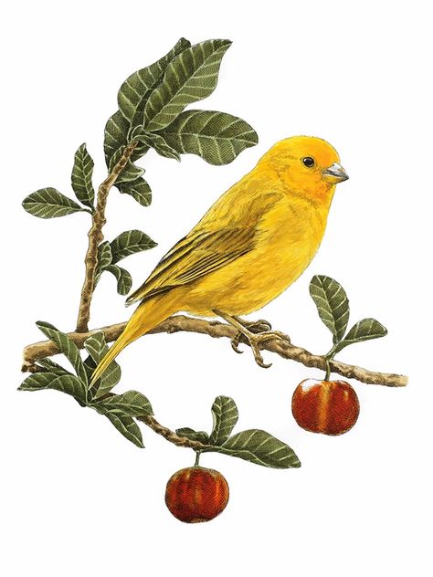 Paintings Wall Decor, Cherry Branch, Nature Paint, Bird Painting Acrylic, Animal Paintings Acrylic, Canary Birds, Acerola Cherry, Gold Art Painting, Home Nature