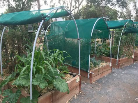 Shade Cloth Garden, Veggie Gardens, Diy Garden Bed, Diy Raised Garden, Backyard Vegetable Gardens, Backyard Greenhouse, Community Garden, Garden Crafts Diy, Veg Garden