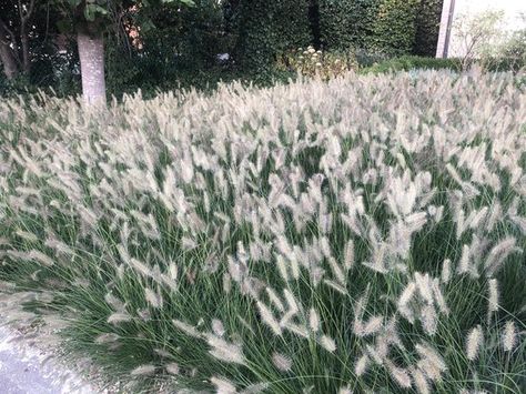 6x Pennisetum Hameln Lampenpoetsersgras in 9x9cm pot | bol.com Pennisetum Hameln, Pennisetum Alopecuroides Hameln, Pennisetum Alopecuroides, Lavandula Angustifolia, Plants