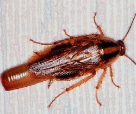 German Roaches, Roach Infestation, German Cockroach, Pest Spray, Roach Killer, Bug Spray Recipe, Cockroach Control, Bug Killer, Bug Control