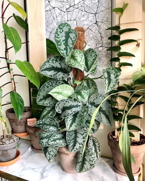 Scindapsus Exotica, Scindapsus Pictus Exotica, Scindapsus Pictus, Water Gardens, Plants Decor, Plant Decor Indoor, Eco Living, Plant Aesthetic, House Plants Decor