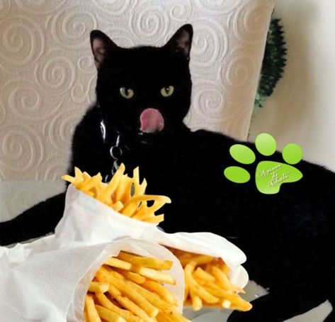 Cat Eating Burger, Eating Burger, Cat Eating, Cat Boarding, Silly Cats, Cute Cats, Feline, Funny Cats, Black Cat