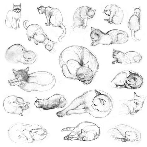 Cat Drawing Tutorial, Cats Art Drawing, Cartoon Drawings Of Animals, Cat Anatomy, Cat Sketch, Kitty Drawing, Drawing Faces, Cat Eyes, Animal Sketches