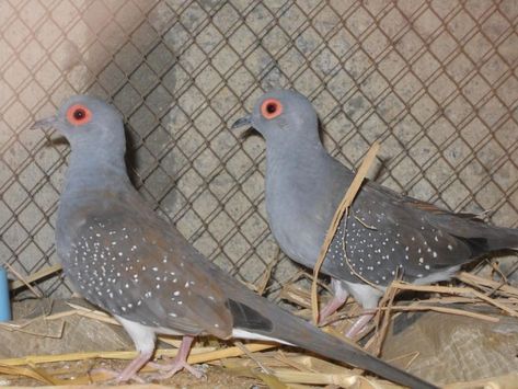 Diamond Dove Facts, Pet Care, Temperament, Feeding, Pictures Diamond Doves Birds, Pigeon Nest, Dove Nest, Diamond Dove, Parasitic Worms, Pigeon Breeds, Kingdom Animalia, Small Insects, Dove Bird