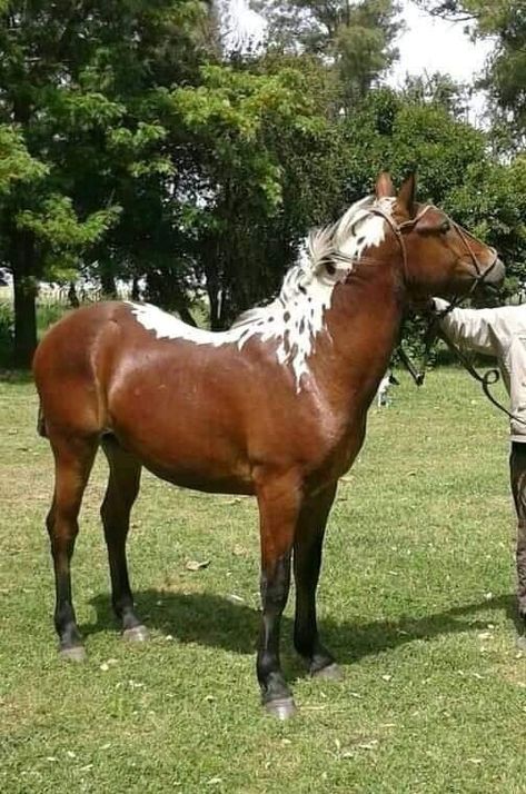 Horse With Unique Markings, Pintaloosa Horse, Appaloosa Paint Horse, Rare Horse Colors, Pregnant Horse, Rare Horse Breeds, Unusual Horse, Few Spotted Appaloosa, Rare Horses