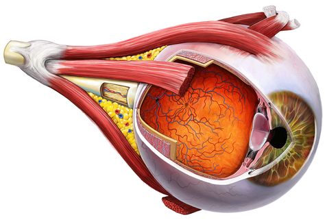 Eye Biology, Anatomy Of Eye, Eyeball Anatomy, Eyes Anatomy, Eye Muscles, Taco Bell Mexican Pizza, Eye Anatomy, Make Ahead Salads, Chocolate Poke Cake