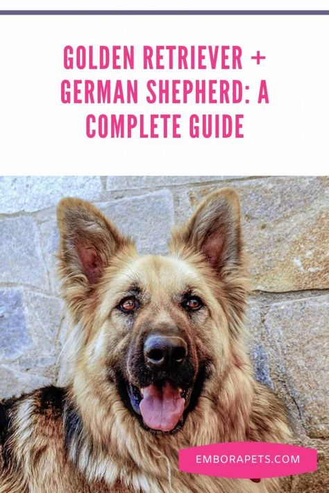 German Shepherd/Retriever Mix (Golden Shepherd): A complete guide – Embora Pets German Shepherd Food, Golden Shepherd, German Shepherd Golden Retriever, Royal Canin Dog Food, Loyal Dog Breeds, Caucasian Shepherd Dog, Golden Retriever Mix, Dog Training Advice, Cheap Dogs