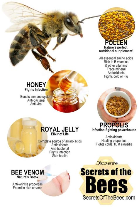 Infographic :: Health Benefit of Bee Products - Secrets of the Bees Honey Bee Facts, Bee Bread, All About Bees, Backyard Bee, Beekeeping For Beginners, Bee Propolis, Bee Products, Bees And Honey, Backyard Beekeeping