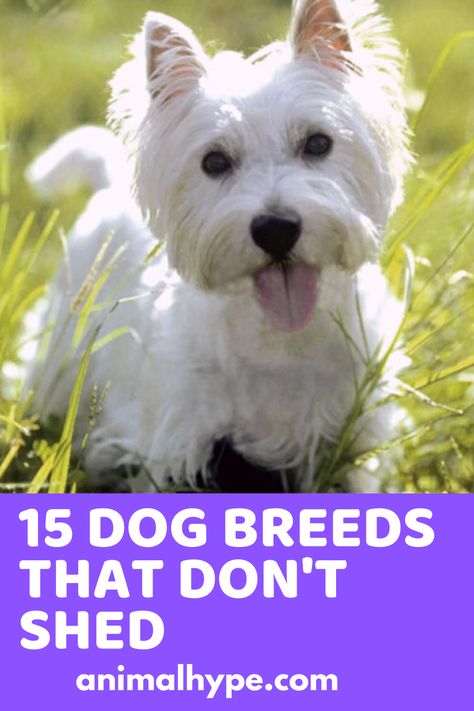 Small Breed Dogs That Dont Shed, Dogs That Dont Shed, Small Dogs That Dont Shed, Non Shedding Dog Breeds, Funny Talking Dog, Dog Breeds That Dont Shed, Non Shedding Dogs, Protective Dogs, Dogs Breeds