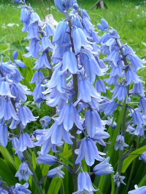 Bluebells in a garden, Aldridge, Walsall, England English Bluebells, Blue Bell Flowers, Spring Bulbs, Blooming Plants, Original Photography, Pretty Plants, Exotic Flowers, Types Of Flowers, Front Garden