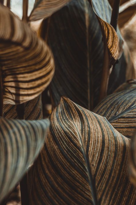 Brown and black feather in close up photography photo – Free Backgrounds Image on Unsplash Earthy Backgrounds, Post Backgrounds, Earthy Branding, Texture Background Hd, Plant Ties, Aesthetic Objects, Living Room Mood Board, Free Background Images, Websites Inspiration