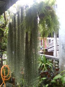 Moss Indoors, Swamp Theme, Tillandsia Usneoides, Plants Display, Cottage Landscape, Gardening Journal, Orchid Planters, Goth Garden, Air Plants Care