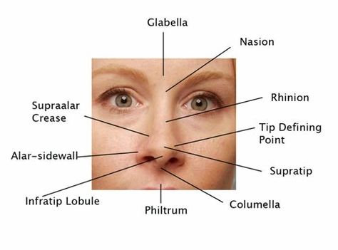 Nasal surface anatomy Facial Aging, Skin Anatomy, Parts Of The Nose, Face Parts, Anatomy Images, Face Proportions, Facial Anatomy, Face Anatomy, Facial Contouring