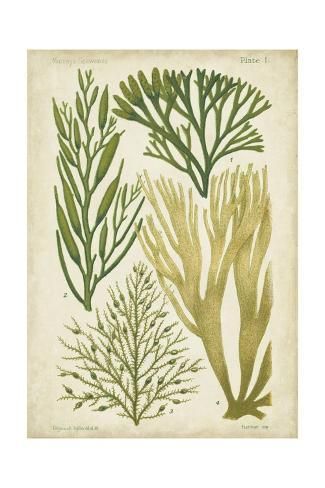 Fauna Marina, Sea Plants, Illustration Botanique, Scientific Illustration, Canvas Home, Botanical Illustration, Botanical Art, Sea Creatures, Botanical Prints