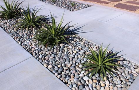 Agave Landscape, White Pebble Garden, Pebble Landscaping, Garden Pebbles, Pebble Garden, Tattoo Plant, River Rock Landscaping, Stone Landscaping, Front Garden Landscape