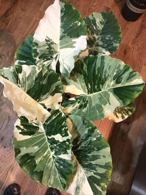 Alocasia Odora, Alocasia Plant, Plant Goals, Elephant Ear Plant, Beautiful Leaves, Inside Plants, Indoor Plant Care, African Mask, Variegated Plants