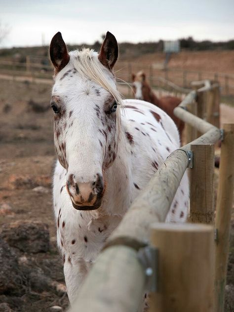 Cute Horses Aesthetic, Spotted Horse, Ranch Horse, Western Horses, Cute Horse Pictures, Rodeo Horses, Rodeo Life, Horse Aesthetic, Appaloosa Horses