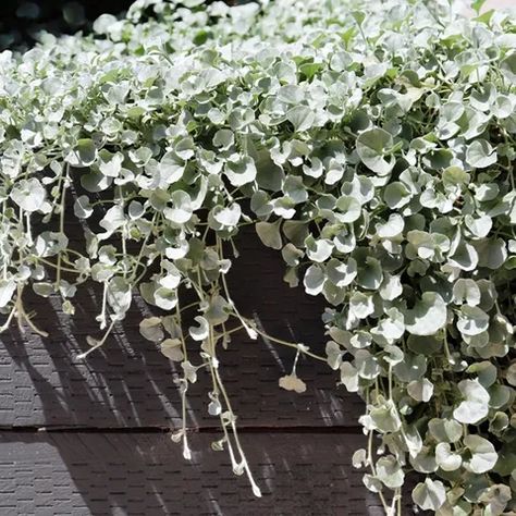 Silver Falls Plant, Silver Plants, Silver Falls Dichondra, Ground Cover Seeds, Raised Garden Bed Plans, Cedar Raised Garden Beds, Silver Plant, Silver Falls, Ground Cover Plants