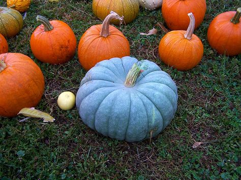 Gorgeous Jarrahdale pumpkin! Jarrahdale Pumpkin, Pumpkin Varieties, Pumpkins And Gourds, Seedling Pots, Blue Pumpkin, Growing Pumpkins, Heirloom Vegetables, Blue Pumpkins, Garden Types