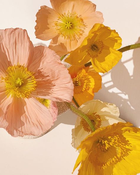 Jasmine Dowling on Instagram: “Poppy season or peony season? You can only pick one 🌼” Peach Pink Orange Aesthetic, Awkward Aesthetic, Pink And Orange Flowers Aesthetic, Flowers Orange Aesthetic, Pink And Yellow Aesthetic, Jazzy Wedding, Flower Aesthetic Orange, Orange Poppy Painting, Jasmine Dowling