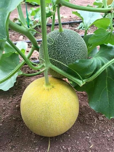 Fruits And Vegetables Pictures, Vegetable Harvest, Vegetable Pictures, نباتات منزلية, Small Vegetable Gardens, Fruits Photos, Fruit Photography, Beautiful Fruits, Exotic Fruit