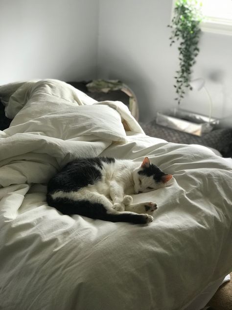 Owning A Cat Aesthetic, Lazy Cat Aesthetic, Cat Owner Aesthetic, Dorm Cat, Cat Lady Aesthetic, Cat Lover Aesthetic, Cat Mom Aesthetic, College Cat, Max Core