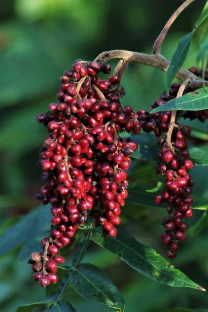 When to Harvest Sumac Berries: A Guide to Optimal Timing - Foraged - Foraged Sumac Plant, Sumac Powder, Sustainable Food Systems, Simple Packaging, Food System, Sustainable Food, Vegetable Seasoning, Specialty Foods, Red Fruit