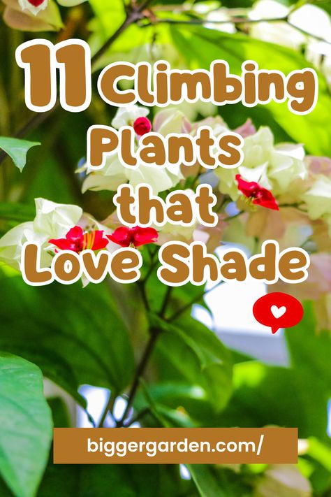 Elevate your garden to new heights with "11 Climbing Plants That Love Shade." Dive into the world of vertical wonders that bring elegance to shaded spaces, offering a perfect blend of beauty and functionality. Ready to create a shaded paradise? Click now to unlock the secrets and follow us for a garden full of imaginative ideas! Shade Loving Vine, Vines For Shade Climbing, Climbers For Shady Walls, Vines That Grow In Shade, Shade Climbers Plants, Shade Loving Climbing Perennials, Climbing Flowers For Shade, Shade Loving Climbing Plants, Shade Vines Flowering