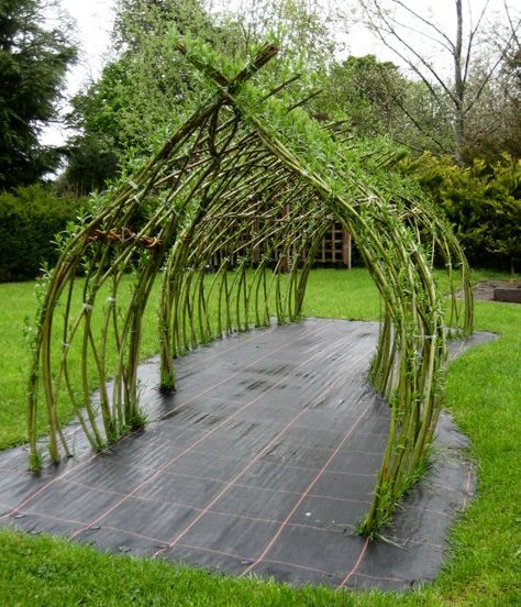 This is a charming Living Willow Tunnel that I completed for Brookfields Childrens Nursury Powys to add to their play area. It was built a... Willow Tunnel, Willow Arch, Willow Fence, Vine Plants, Living Willow, Chicken Pen, Sweet Chicken, Gothic Garden, Halloween Garden