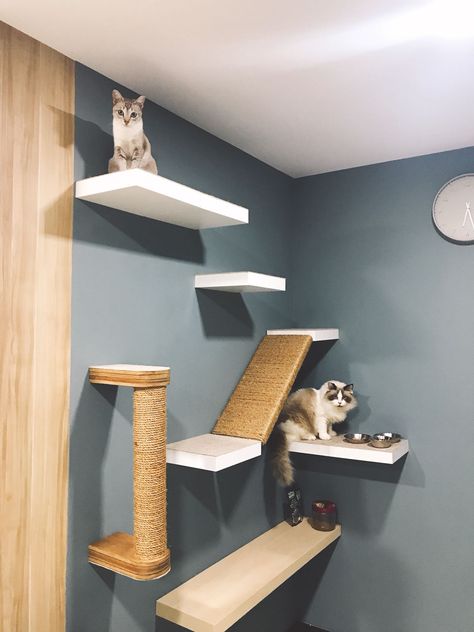 Simple Cat Wall Shelves, Diy Cat Wall Playground, How To Make Cat Shelves, Floating Cat Shelves Diy How To Build, Floating Shelves For Cats, Cat Wall Shelf Diy, Cat Course On Wall, Cat Climbing Shelves Diy, Diy Wall Mounted Cat Shelves