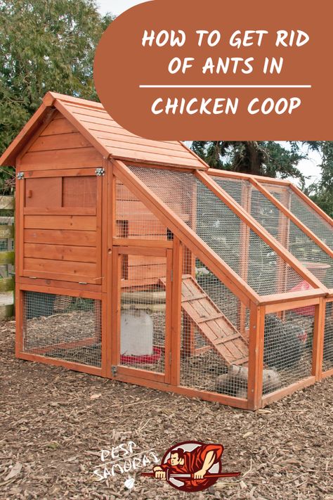 Chicken coops are really attractive to ants, and keeping ants out of chicken coop can be challenging. So, in this article, find out why are ants in a chicken coop, is it dangerous to have ants there, and how to get rid of ants in the chicken coop. Also, read more about other types of ants, such as carpenter and fire ants in chicken coop. Learn how to keep ants out of chicken coop and find out the best natural killer for ants. #ants #getridofants #removeants #pestcontrol Build Your Own Chicken Coop, Build A Chicken Coop, Chicken Coop Pallets, Chicken Shed, Chicken Home, Backyard Chicken Coop Plans, Chicken Coup, Chicken Tractors, Rid Of Ants