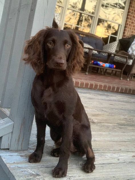 Working Springer Spaniel, Boykin Spaniel Puppies, German Spaniel, Working Spaniel, Dogs Hunting, Sprocker Spaniel, American Water Spaniel, Boykin Spaniel, Every Dog Breed