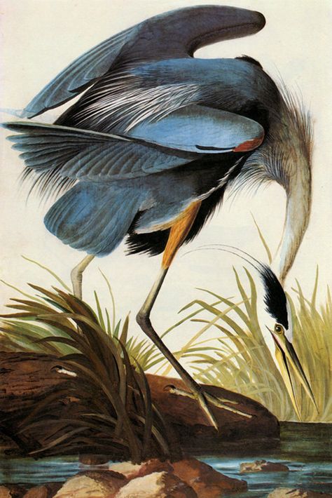 Audubon Great Blue Heron American Bird Fine Art Poster Repro - Etsy Hong Kong Bird Illustration Print, Audubon Prints, Heron Art, Audubon Birds, James Audubon, Great Blue Heron, Birds Of America, Bird Canvas, Bird Poster