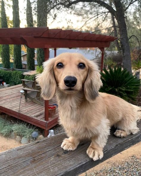 Cream Dachshund, Daschund Puppies, Dachshund Breed, Dachshund Funny, Clever Dog, Miniature Dachshunds, Long Haired Dachshund, Popular Dog Breeds, Weenie Dogs