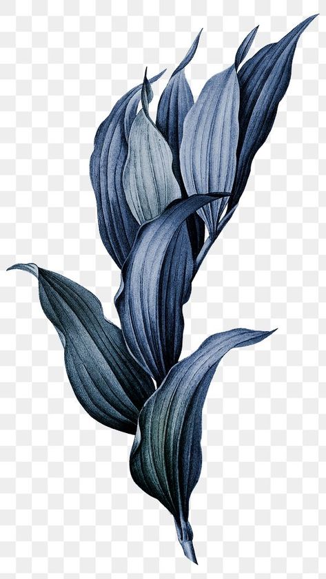 Flower Transparent Background, Blue Flower Png, Corn Drawing, Blue Corn Flower, Flower Transparent, Plant Png, Flower Dark, Corn Flower, Dark Blue Flowers