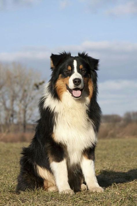 Bernese Australian Shepherd, Standard Australian Shepherd, Australian Shepherd Black And Tan, Brown Australian Shepherd, Australian Shepherd Black, Black Australian Shepherd, Dog Types, Every Dog Breed, Aussie Shepherd