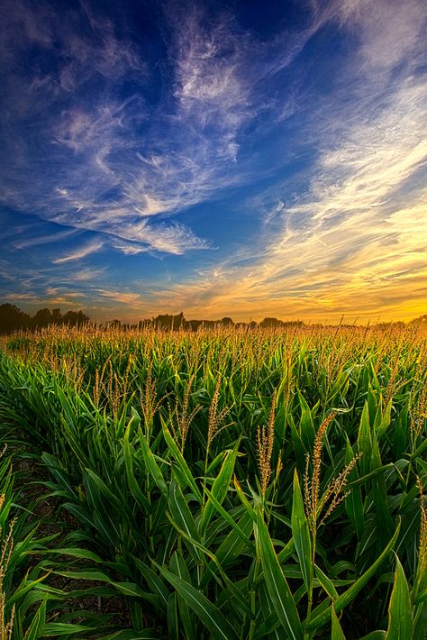 Corn Fields, Country Scenes, Summer Sky, Landscape Photos, Country Life, Farm Life, Nature Pictures, Beautiful Landscapes, Agriculture