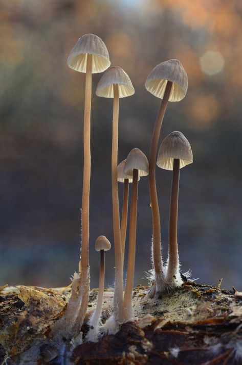 Standing Tall ( Mycena fungi composition) Mycena Mushroom, Tall Mushrooms, Fantastic Fungi, Mushrooms Forest, Fungi Art, Lichen Moss, Mushroom Pictures, Mushroom Tattoos, Slime Mould