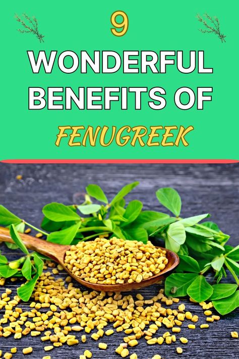 benefits of fenugreek Fenugreek Benefits Women, Sprouts Benefits, Benefits Of Fenugreek, Fenugreek Benefits, Ayurvedic Plants, Best Superfoods, Growing Garden, Low Cholesterol Diet, Cholesterol Diet