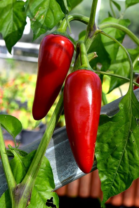 Red Jalapenos | www.rachelphipps.com @rachelphipps Small Yard Vegetable Garden Ideas, Red Jalapenos, Healthy Pepper Steak Recipe, Fruits And Vegetables Pictures, Chilli Plant, Stuffed Peppers Healthy, Vegetable Decoration, Vegetable Pictures, Different Types Of Vegetables