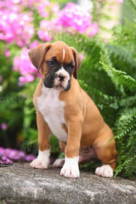 cachorro boxer en hermoso jardín Boxer Puppy, Beautiful Gardens, Food Art, Clip Art, Puppies, Dogs, Animals, Art