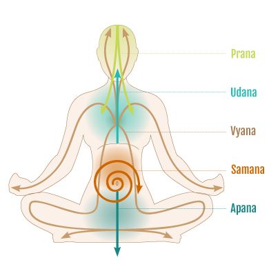 Your body works like a sophisticated engine: you take things in, process them, absorb the nutrients, eliminate the waste, and as a result you grow, both physically and mentally. This is an example of your 5 vayus at work. Yoga Kundalini, Yoga Philosophy, Yoga Therapy, Qi Gong, Kundalini Yoga, Vinyasa Yoga, Yoga Sequences, Yoga Teacher Training, Yoga Asanas